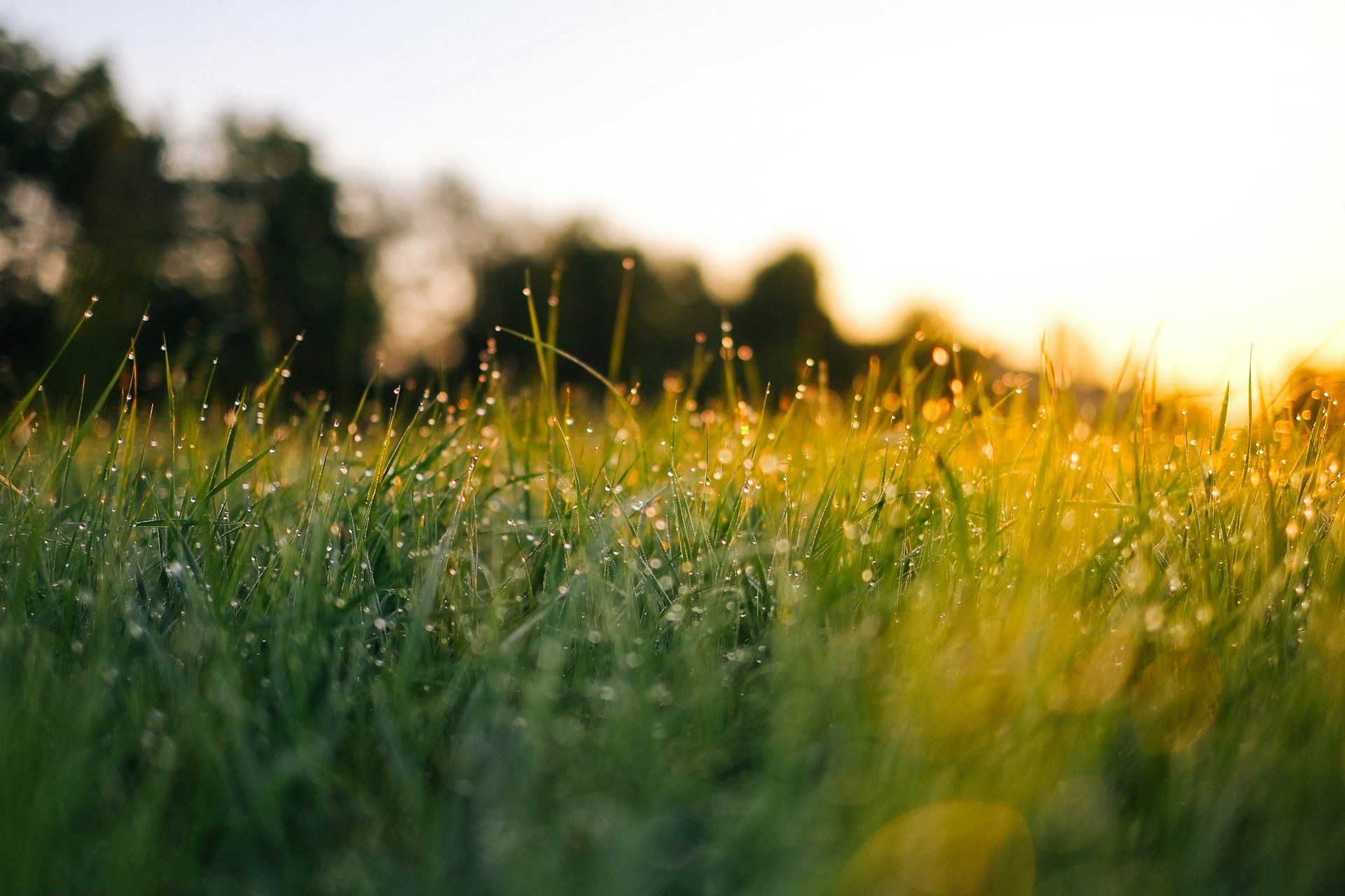 Dewy grass field