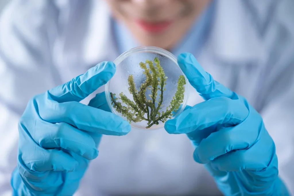 Chemist holds up petri dish containing caulerpa lentillifera
